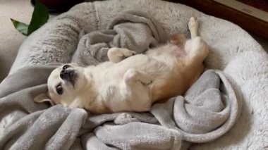 Şirin Chihuahua köpeği kabarık gri bir sepetin içinde yuvarlanıyor..