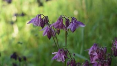 campanula. Çayırlarda yaz çiçekleri açar..