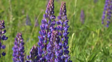 Yumuşak, yumuşak renkler, bulanık arkaplan. Çiçek açan lupin çiçekleri. Lupin tarlası. Gün ışığı bitkilerin üzerinde parlar.