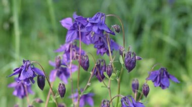 Güzel mor çiçekler tarlası. Yaz ve bahar çiçekleri.