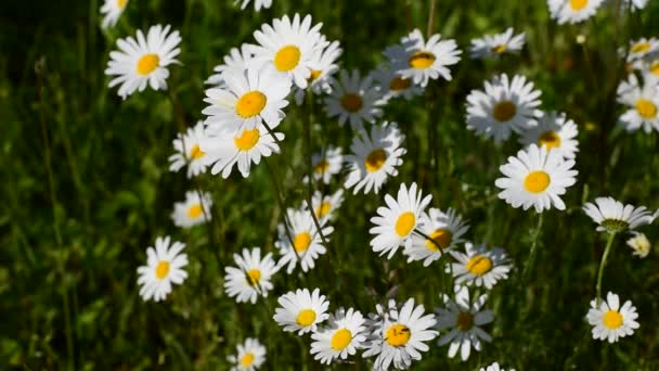 Lots of white daisies in the wild. — Stock Video