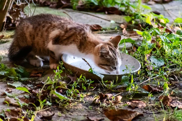 집없는 고양이 마당에 그릇에서 우유를 마십니다 — 스톡 사진