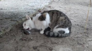 Kedi bir fare yer..