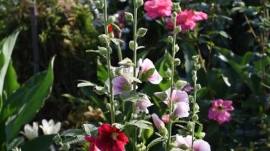 Yazın çok güzel yulaf çiçekleri açar.