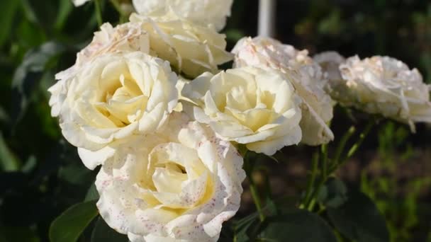 Spousta bílých růží s červenými tečkami. rozkvést v parku. — Stock video