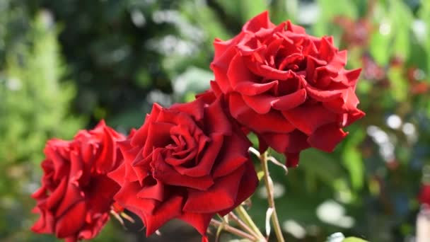 Tre vackra röda rosor blommar. — Stockvideo
