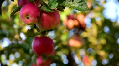 Ağaçtaki kırmızı elmalar.