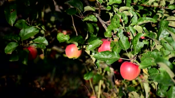 Manzanas rojas en un árbol. cosecha. — Vídeo de stock