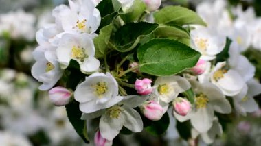 Elma ağacındaki beyaz çiçek. Yılın ilkbaharı.