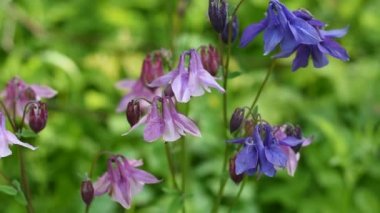 Güzel mor çiçekler tarlası. Yaz ve bahar çiçekleri.