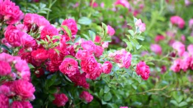 Kırmızı güllerin çalısı. Yazın çiçek açar..