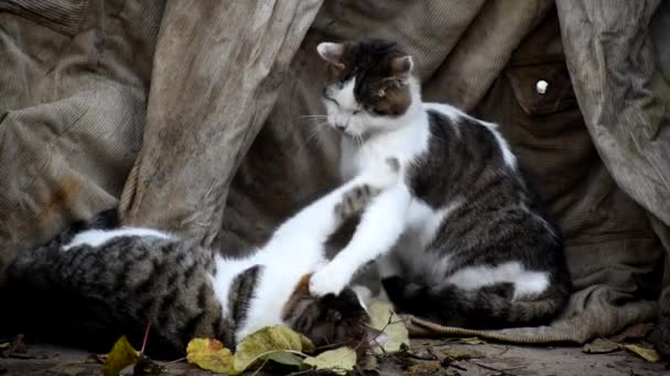 Kitty mãe brinca com seus gatinhos. — Vídeo de Stock