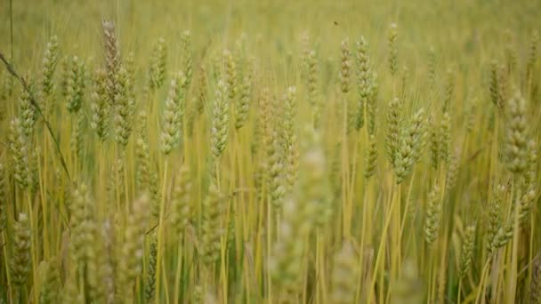O trigo está quase maduro no campo da fazenda. — Vídeo de Stock