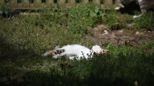 풀밭에 누워 있는 고양이들. 주조됨 — 비디오