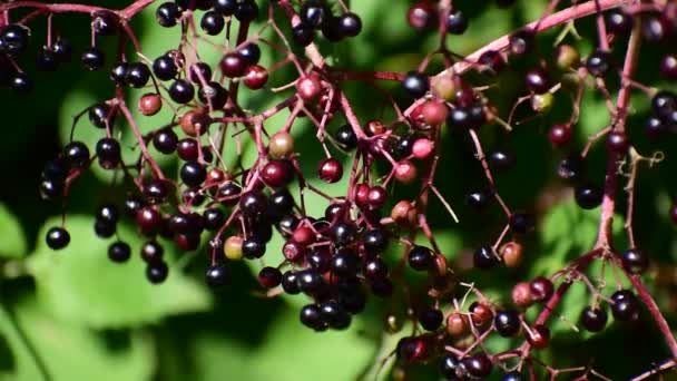 Elderberry matang tergantung di semak-semak. Tanaman obat. — Stok Video