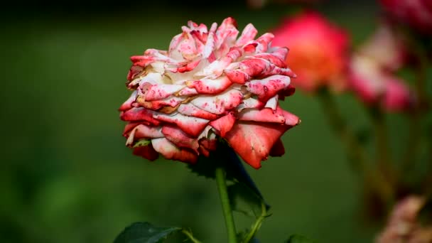 La rosa roja blanca florece maravillosamente. — Vídeos de Stock