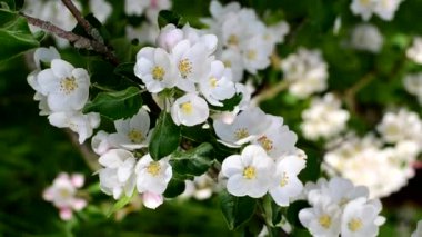 Elma ağacındaki beyaz çiçek. Yılın ilkbaharı.