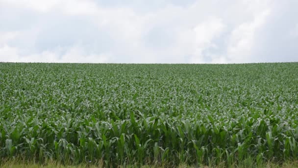 Field of green corn. The sky is covered with white clouds. — Vídeo de Stock