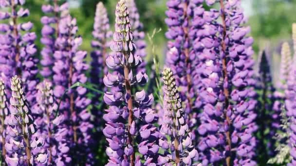 Fioriture di lupino blu. Un sacco di fiori selvatici. — Video Stock