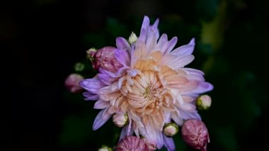 Güzel sonbahar çiçekleri açar. Yaprakların üzerine sonbahar yağmuru damlaları.