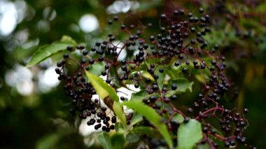 Olgun Kara Mürver Çalı Tutun.