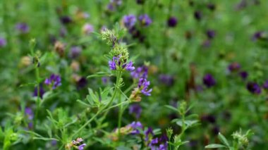 Tarlada yonca çiçekleri. Tıbbi sativa..