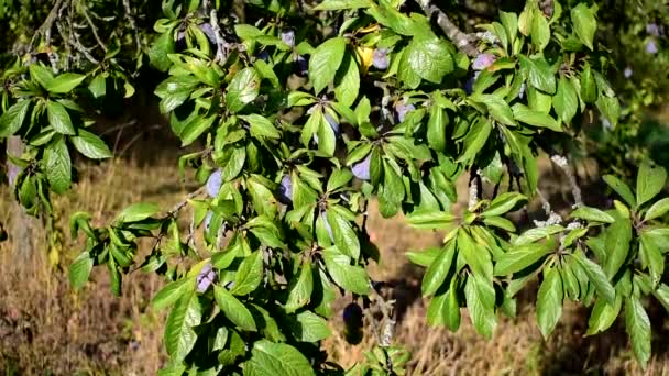 Frutos de ameixa azul amadurecem na árvore. — Vídeo de Stock