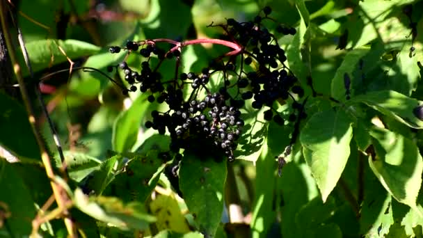 Clusters frutas sabugueiro preto no jardim. ancião, ancião negro. — Vídeo de Stock