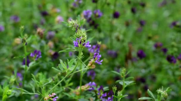 Květiny vojtěšky v poli. Medicago sativa. — Stock video