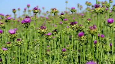 Süt devedikeni tarlada yetişiyor. mavi gökyüzü.