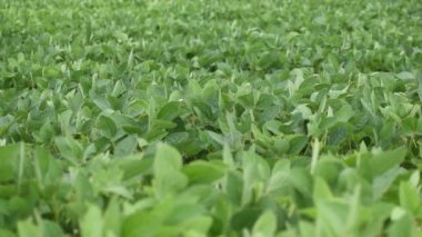 Soya fasulyesi yalan makinesinde yetişir. ekin yetiştirme.