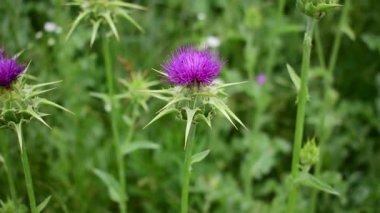Tıbbi bitki devedikeni tomurcuklanır..