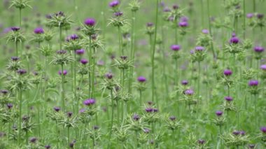 Tıbbi bitki devedikeni tomurcuklanır..