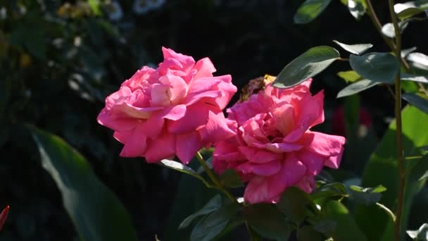 Ένα κόκκινο τριαντάφυλλο. μεγαλώνει και ανθίζει το καλοκαίρι στον κήπο με τα λουλούδια. — Αρχείο Βίντεο