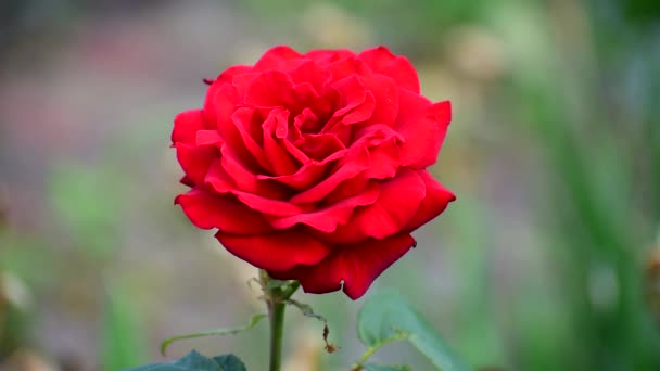 Rosas rojas florecen en el jardín de flores. — Vídeos de Stock