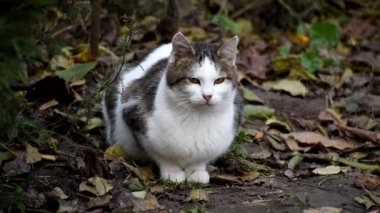 Pussy autumn sits on the ground. Sad look.