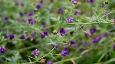 Tarlada yonca çiçekleri. Tıbbi sativa..