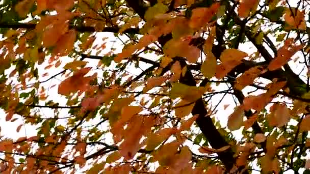 Φθινόπωρο δέντρο με κίτρινα φύλλα ταλαντεύεται στον άνεμο σε ένα φόντο του ουρανού. — Αρχείο Βίντεο