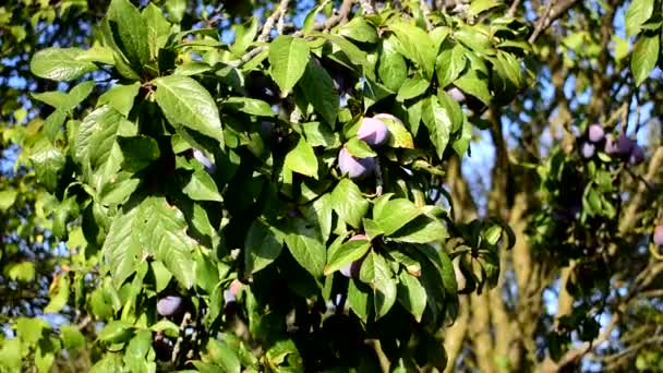Frutos de ameixa azul amadurecem na árvore. — Vídeo de Stock