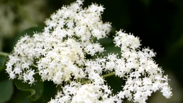 Medicinale plant Voorjaar achtergrond. Vlierbes kleur. — Stockvideo