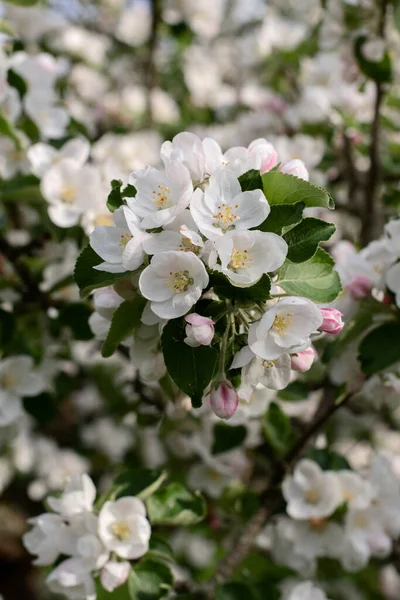 Kwadratowe Zdjęcie Kwiaty Jabłoni Kwitną Wiosną Piękna Ukraińska Natura — Zdjęcie stockowe