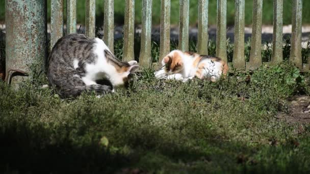 Dos gatos están lamiendo. Gatos salvajes sin hogar. — Vídeo de stock