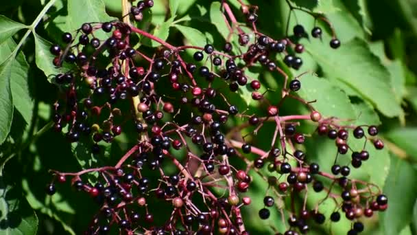 Lots of little black berries. Ripe elderberries hang on the bushes. — стоковое видео