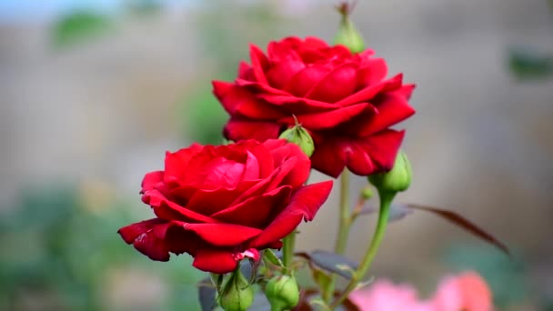 Rosas rojas florecen en el jardín de flores. — Vídeos de Stock