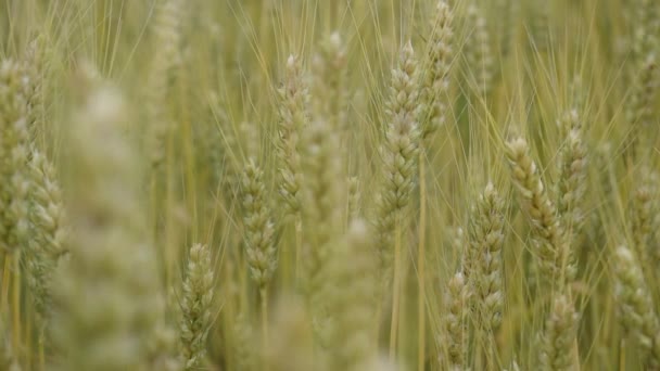 农田里的小麦快熟了. — 图库视频影像