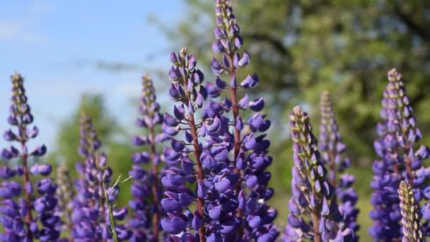 Blauwe lupine bloeit. Veel wilde bloemen.. — Stockvideo