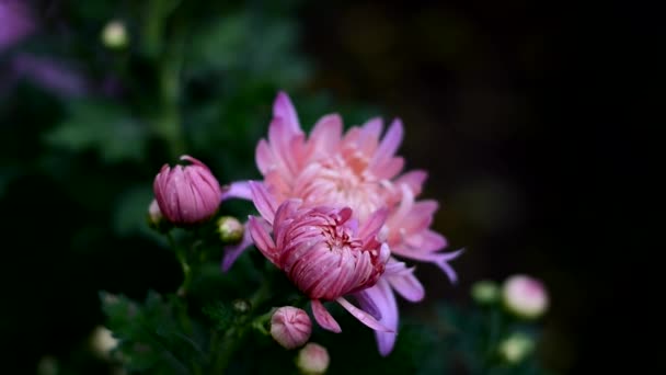 Hermosas flores de otoño florecen. Gotas de lluvia otoñal sobre los pétalos. — Vídeo de stock