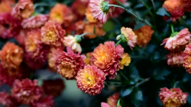 Calendule autunnali fioriscono e ondeggiano nel vento. — Video Stock