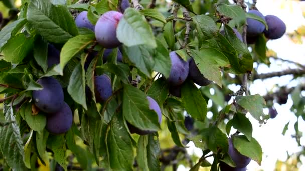 Ciruela con frutas maduras en otoño en el jardín. — Vídeo de stock