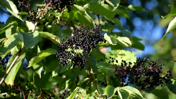 Clusters fruit zwarte vlierbes in de tuin. vlier, zwarte vlier. — Stockvideo